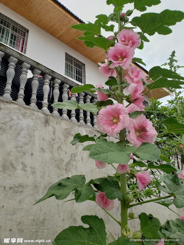 花房小洋房农村风景花景观花绿叶