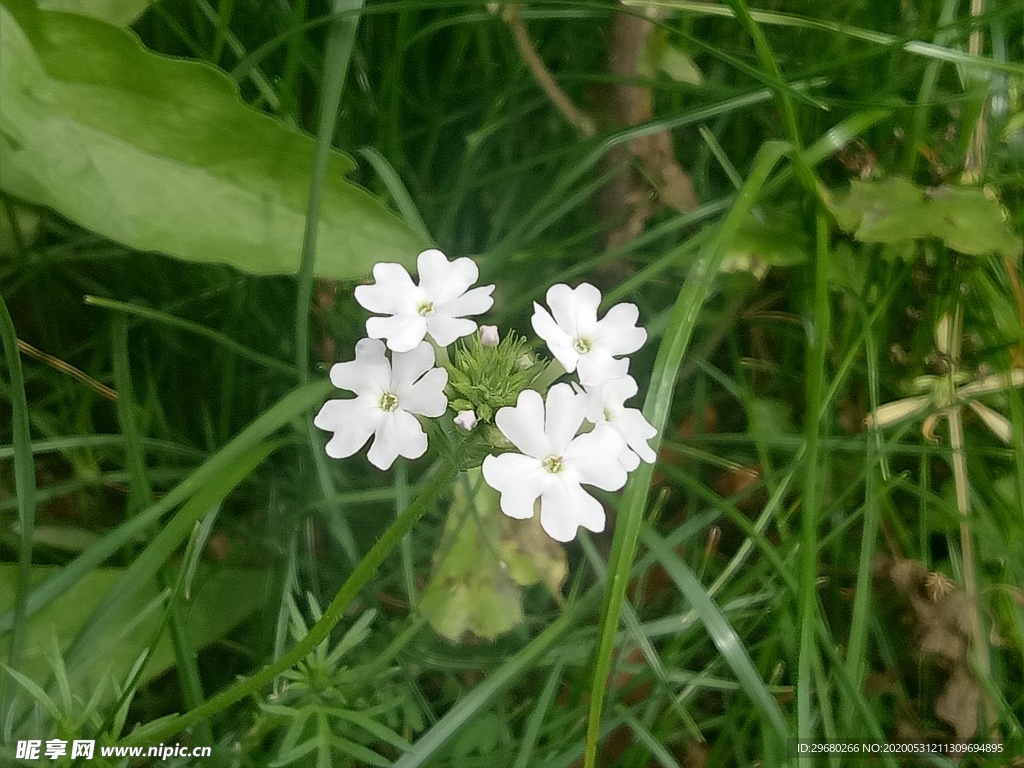 小白花