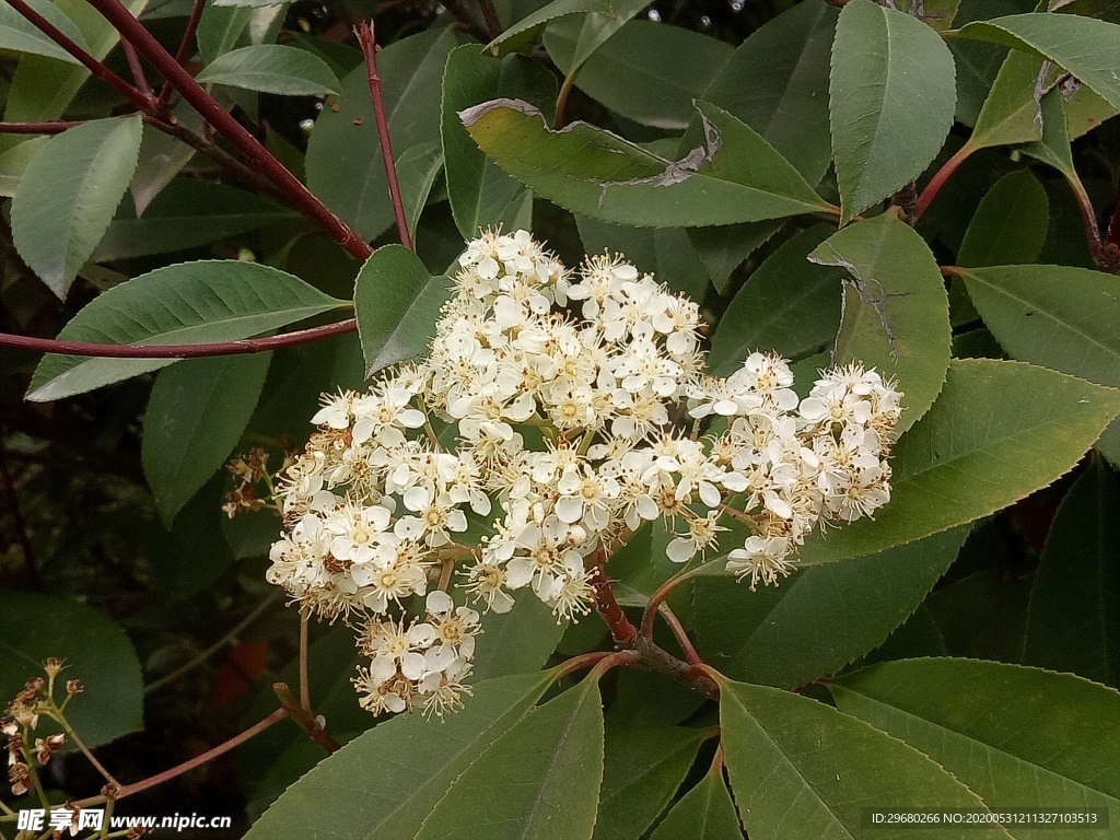 桂花