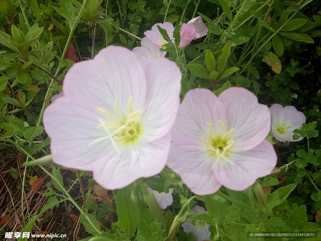 花
