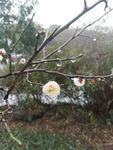 雨后梅花