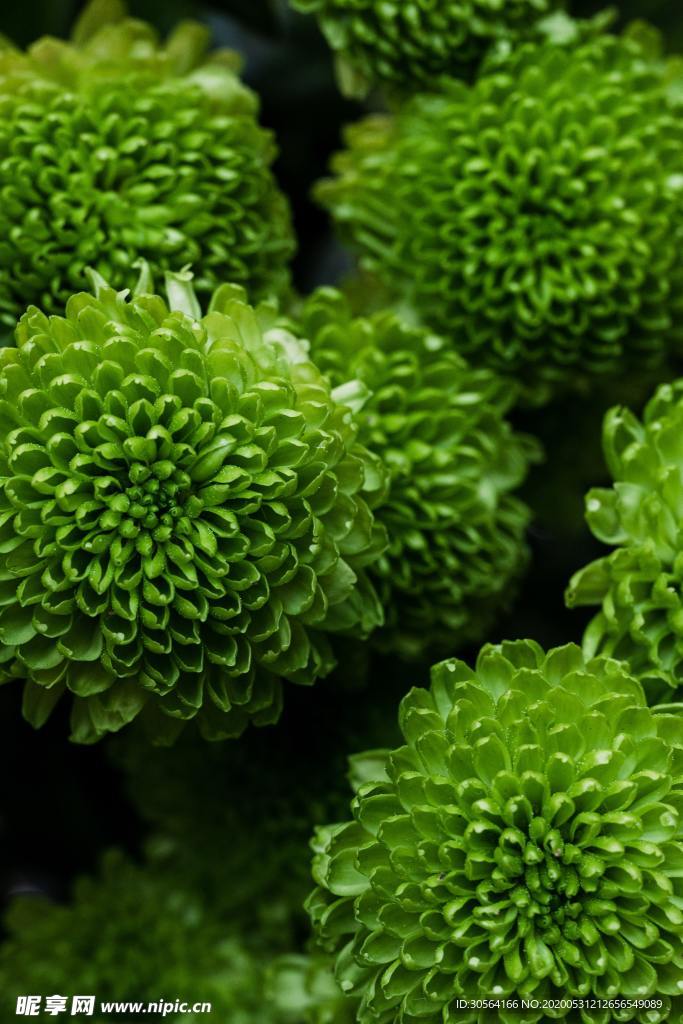 树叶芭蕉叶绿色植物背景素材