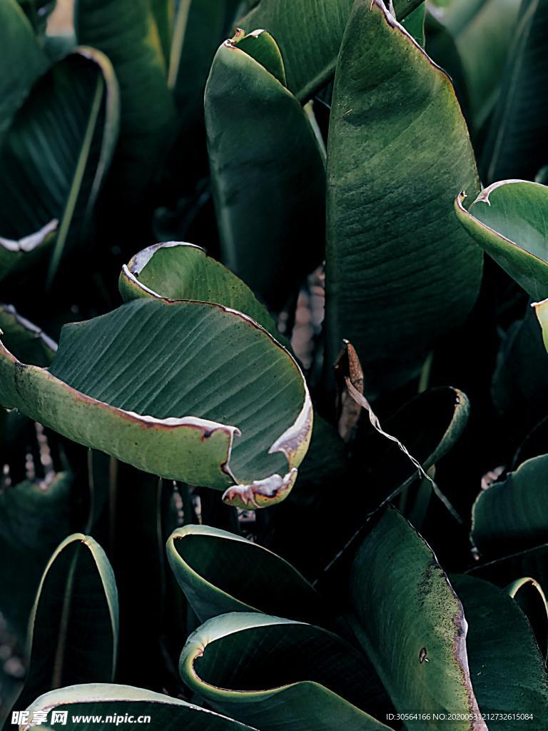 树叶芭蕉叶绿色植物背景素材