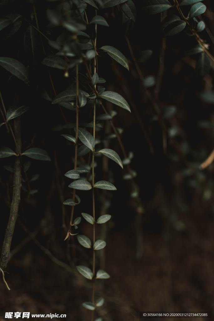 树叶绿色植物水培黑夜背景素材