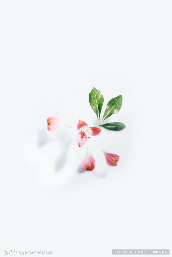 花瓣树叶绿色清新淡雅背景素材