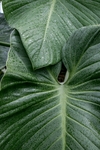 树叶芭蕉叶绿色植物背景素材