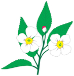 花