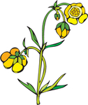 花