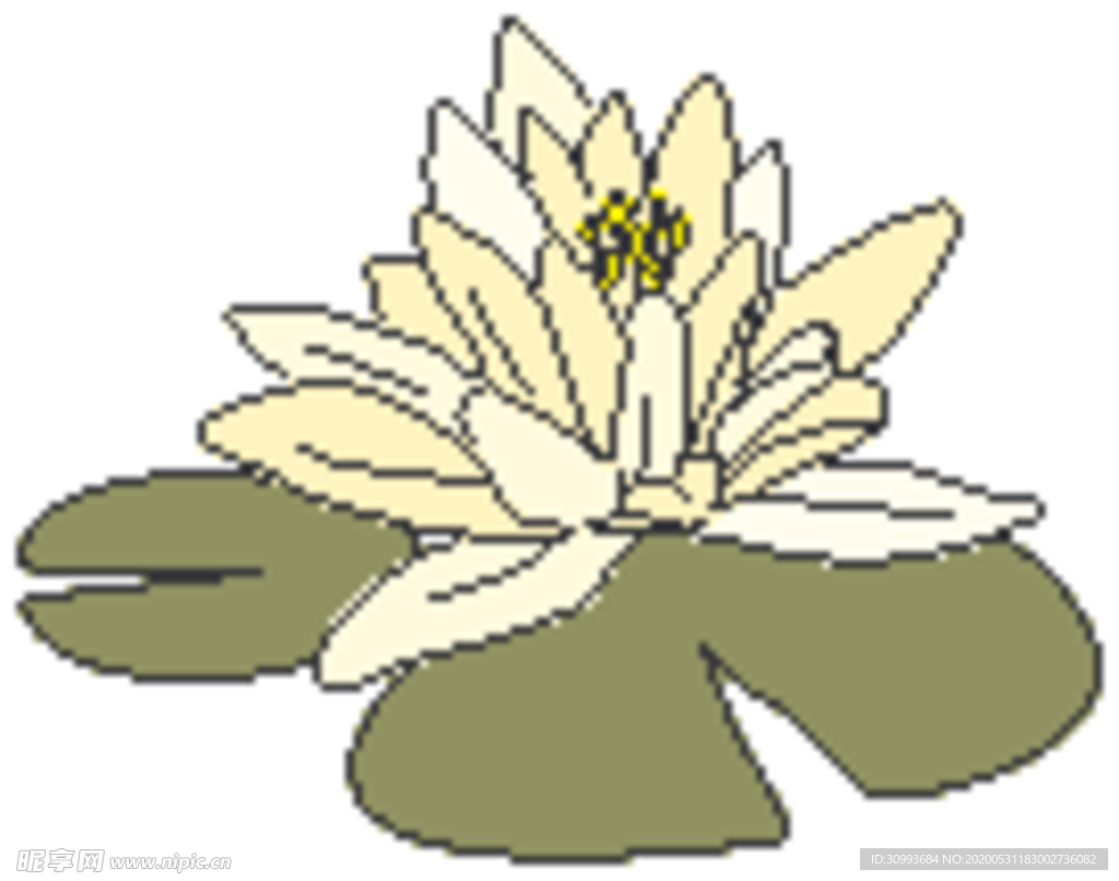 荷花