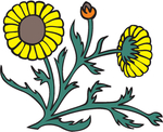 花