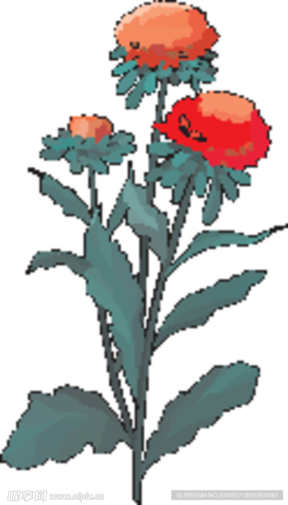 玫瑰花