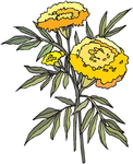 花