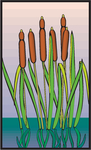 芦苇