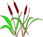 芦苇