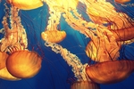 海底生物海蜇