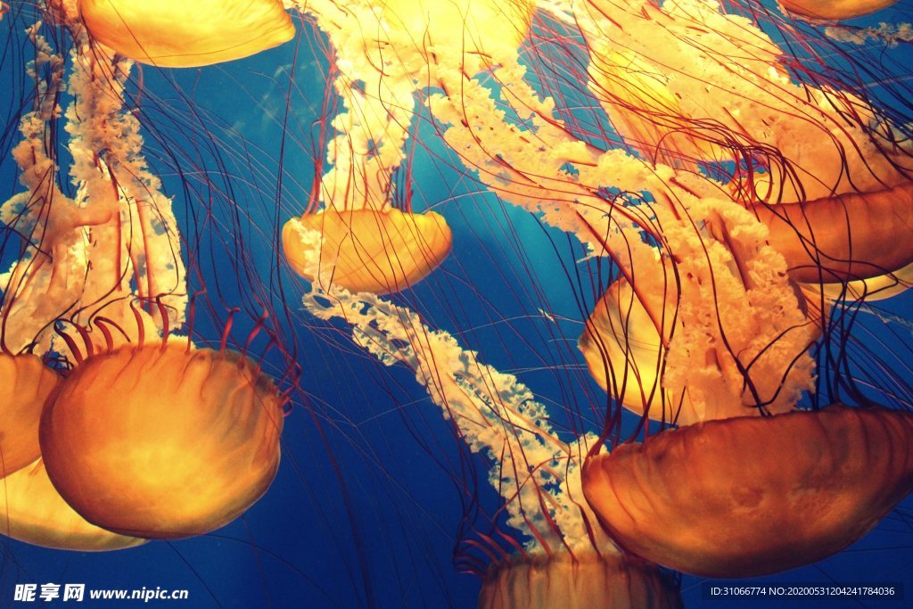 海底生物海蜇