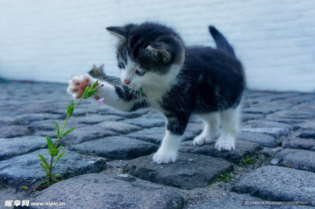 可爱萌宠猫咪