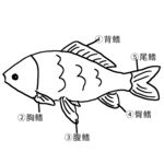 鱼部位名称图 卡通动物插画