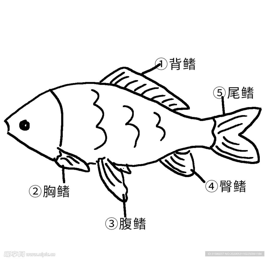 鱼部位名称图 卡通动物插画