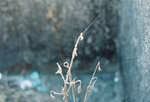 蜘蛛网