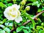 木香花