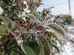 初雪 植物