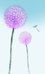 蒲公英