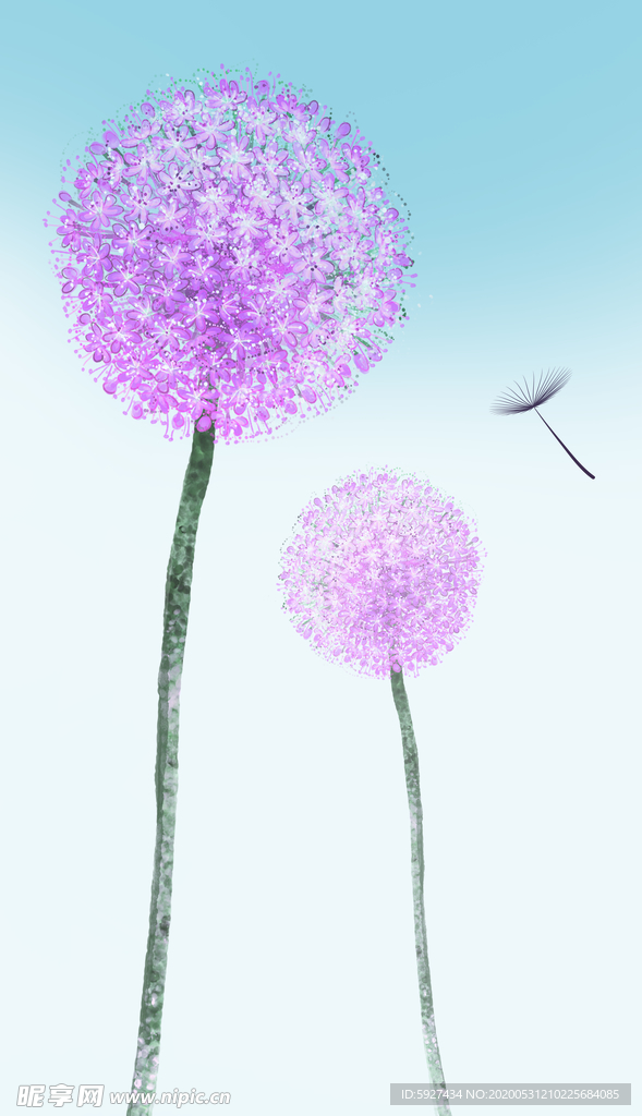 蒲公英