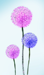 蒲公英
