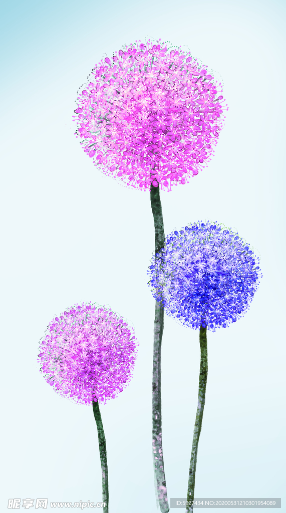 蒲公英