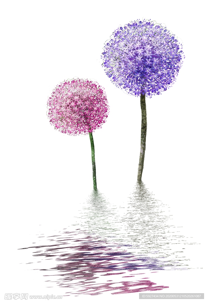 蒲公英