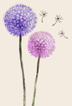 蒲公英