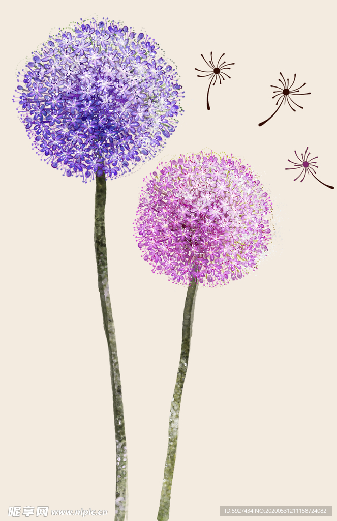 蒲公英