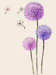 蒲公英