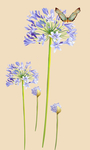 蒲公英