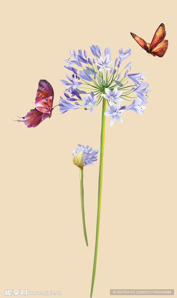 蒲公英