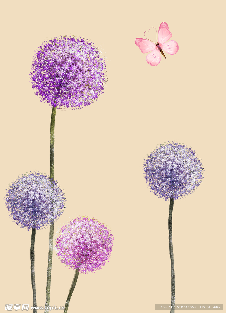蒲公英