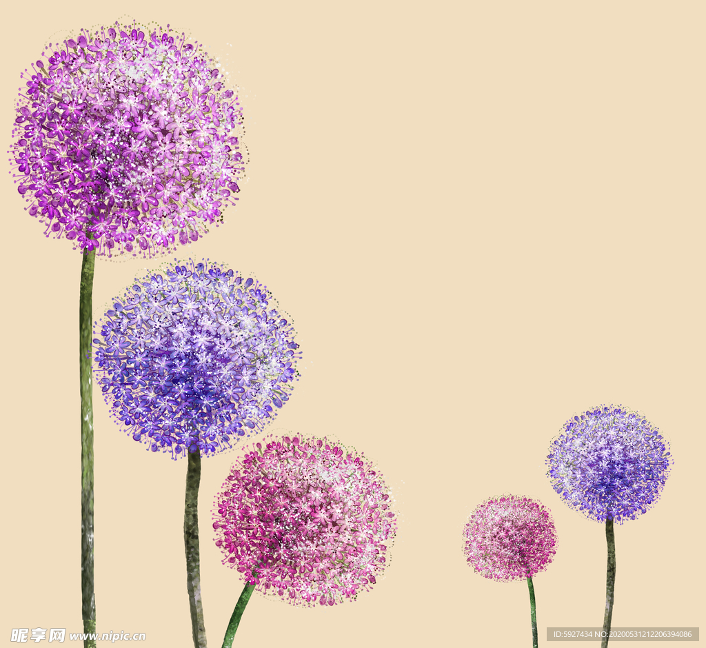 蒲公英