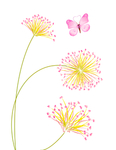 蒲公英