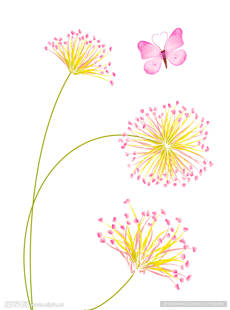 蒲公英
