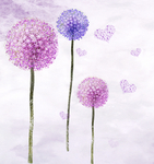 蒲公英