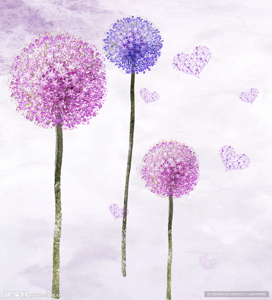 蒲公英