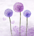 蒲公英