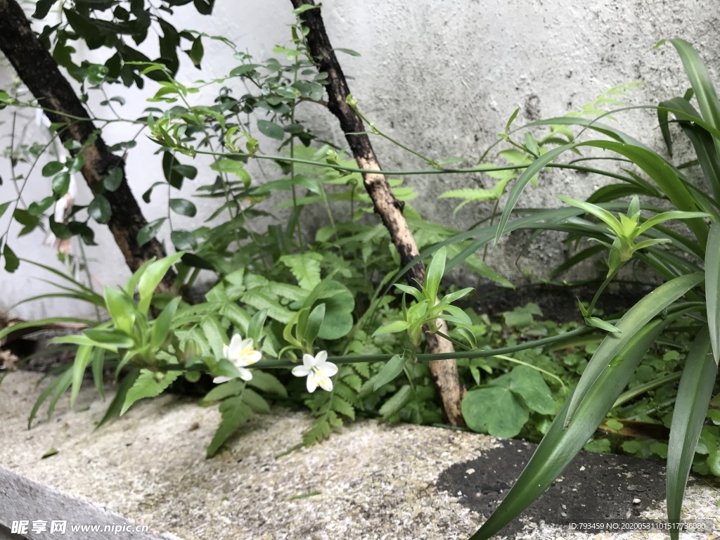 吊兰