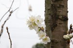 樱桃花