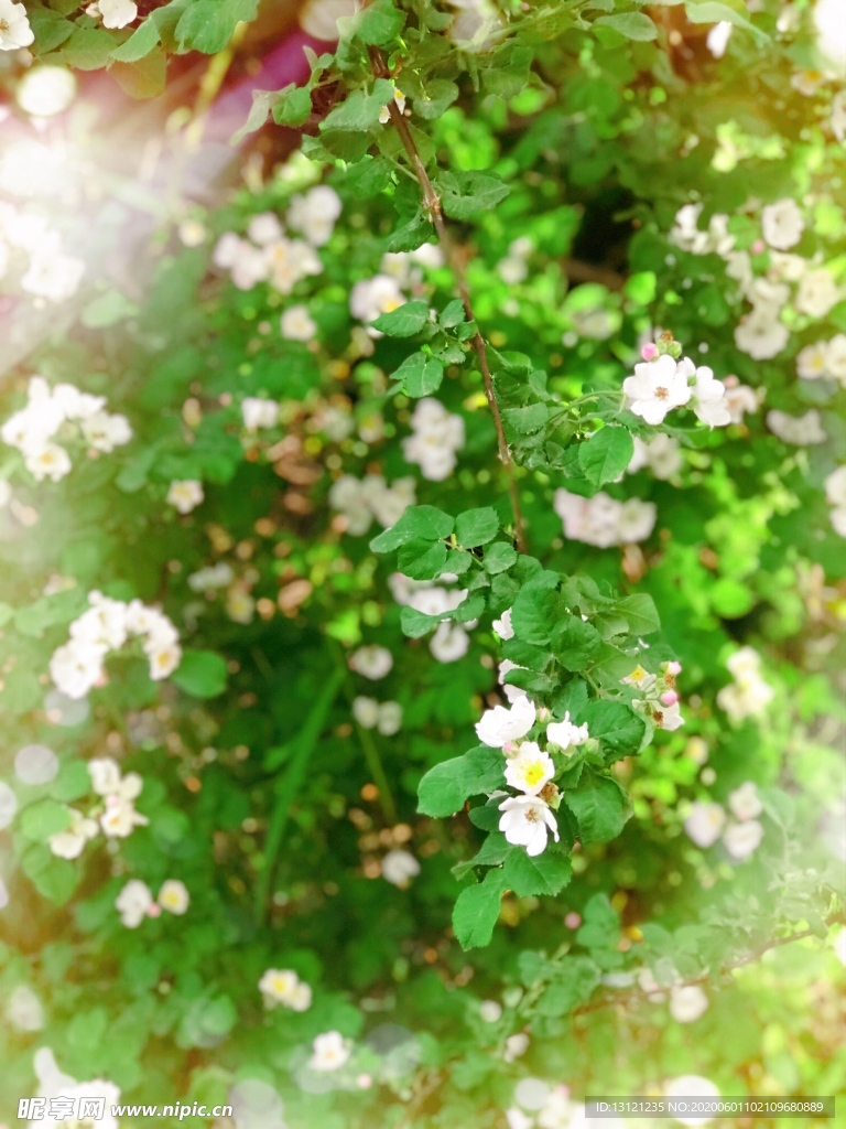 夏花