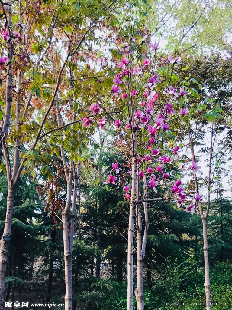 绣球