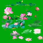 荷花素材