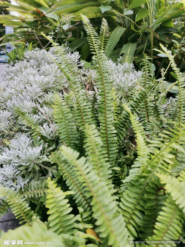 植物 小草 叶子