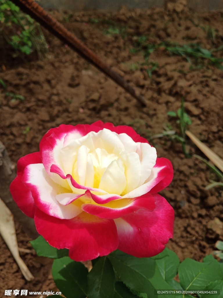 月季花